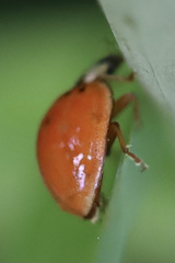 Harmonia axyridis