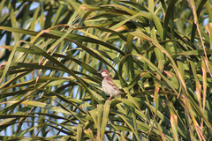 Passer domesticus
