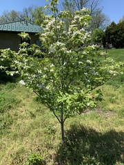 Cornus florida
