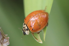 Harmonia axyridis