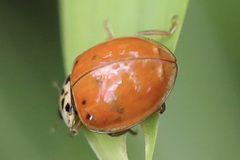 Harmonia axyridis