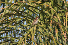 Passer domesticus