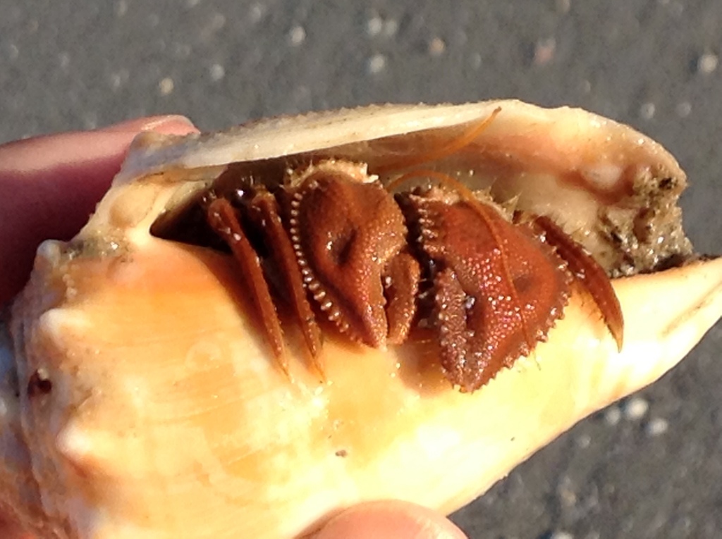 Dimpled Hermit Crab