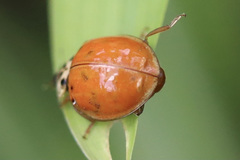 Harmonia axyridis
