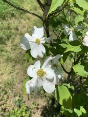 Cornus florida