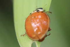 Harmonia axyridis