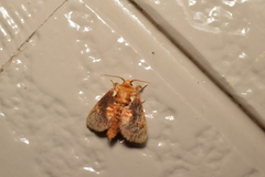 Demonarosa rufotessellata