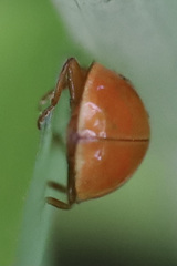 Harmonia axyridis