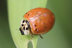 Harmonia axyridis