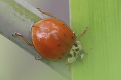 Harmonia axyridis