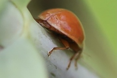 Harmonia axyridis
