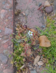 Saxifraga tridactylites