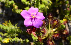 Drosera glabripes