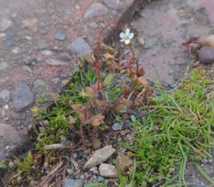 Saxifraga tridactylites