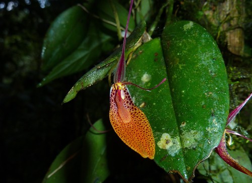 Restrepia elegans
