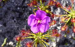 Drosera glabripes