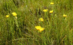 Lachnaea aurea