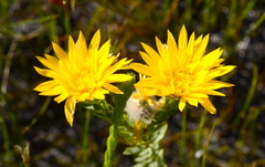 Lachnaea aurea