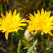 Lachnaea aurea - Photo (c) Vera Frith, algunos derechos reservados (CC BY-NC), uploaded by Vera Frith