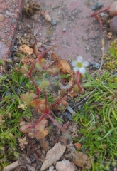 Saxifraga tridactylites