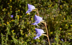 Disa venusta