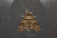 Lymantria mathura aurora