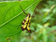 Micrathena decorata