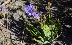 Aristea palustris