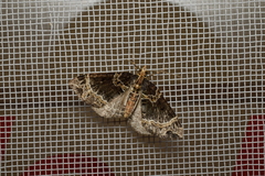 Ecliptopera umbrosaria