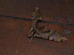 Protambulyx eurycles