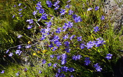 Aristea palustris