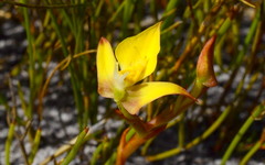 Disa tenuifolia