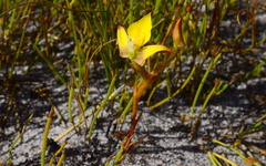 Disa tenuifolia