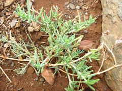 Mesembryanthemum junceum