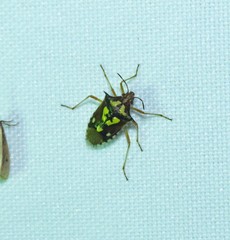 Oebalus poecilus