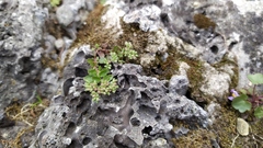 Polycarpon tetraphyllum tetraphyllum