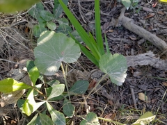 Pelargonium odoratissimum