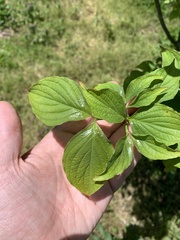 Cornus florida