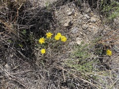 Malacothrix fendleri