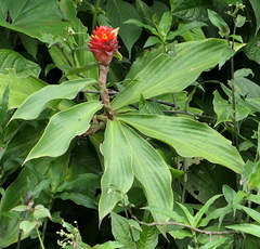Costus productus