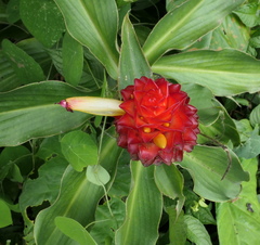 Costus productus