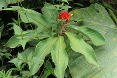 Costus productus