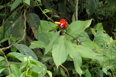 Costus productus