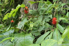 Costus productus