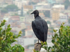 Coragyps atratus