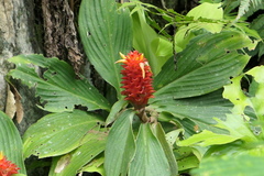 Costus productus