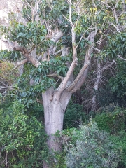 Brachychiton acerifolius