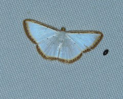 Leuciris