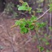 Acalypha boinensis - Photo (c) feno, algunos derechos reservados (CC BY-NC), subido por feno