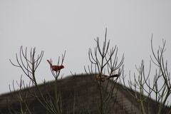 Cardinalis cardinalis